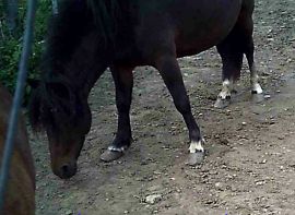 Ponys